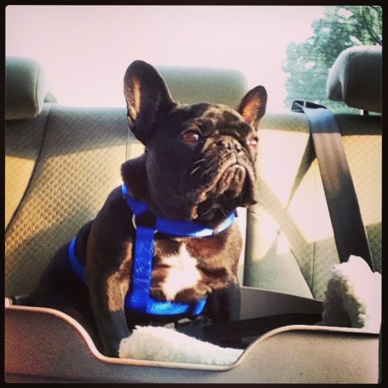 Louie on the way to work